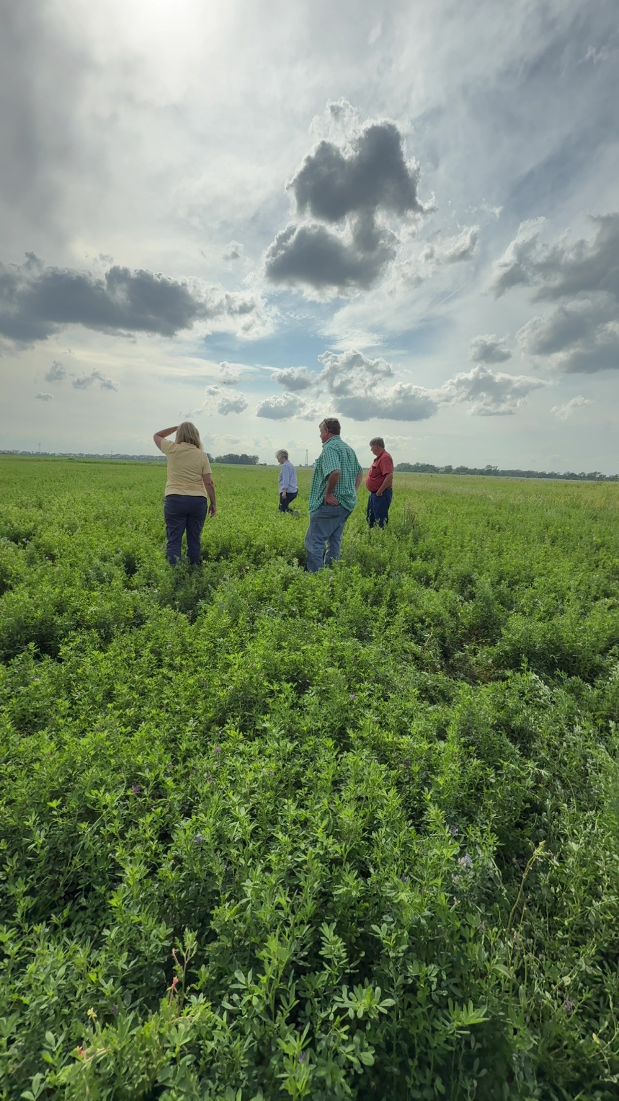 Four people standing in a field of alfalfa.